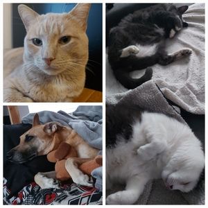 Meet your Posher, Dawn